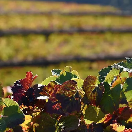 - Boa * Vila Boa (Braganca)