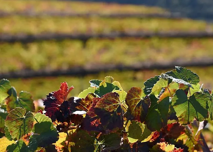 - Boa * Vila Boa (Braganca)